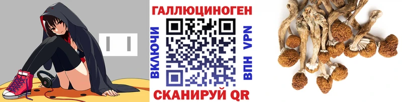 Галлюциногенные грибы Psilocybe  где продают наркотики  Котельники 